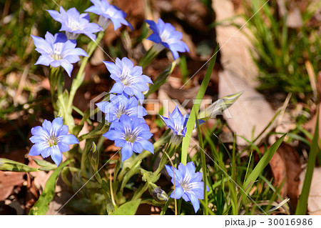 ハルリンドウの青い花の写真素材