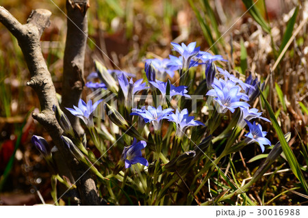 ハルリンドウの青い花 ハルリンドウの青い花 30016988