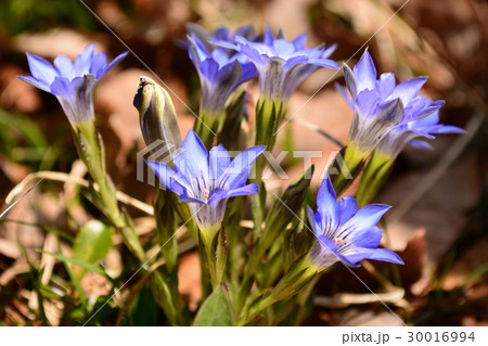 ハルリンドウの青い花 30016994