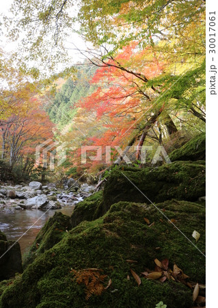小田深山渓谷の紅葉 30017061