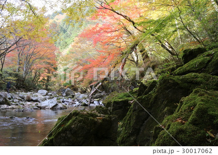 小田深山渓谷の紅葉 30017062