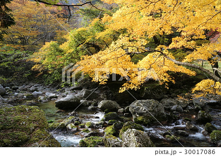 小田深山渓谷の紅葉 30017086