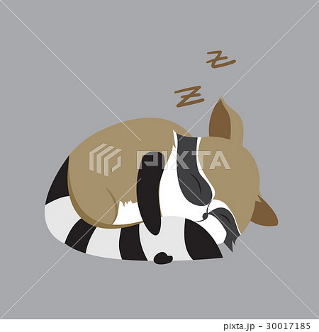 raccoon animal cute little cartoon. raccoon animal cute little cartoon. 30017185