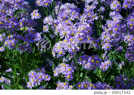 紫苑 シオン 花言葉は 遠い人を想う の写真素材