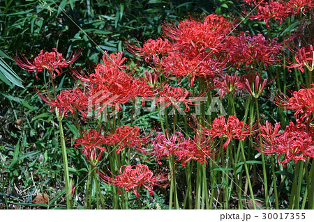 彼岸花　曼珠沙華　花言葉は「悲しい思い出」 30017355