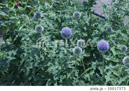 瑠璃玉薊 ルリタマアザミ 花言葉は 豊かな感情 の写真素材