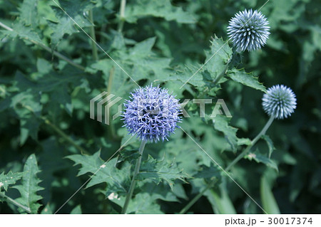 瑠璃玉薊 ルリタマアザミ 花言葉は 豊かな感情 の写真素材