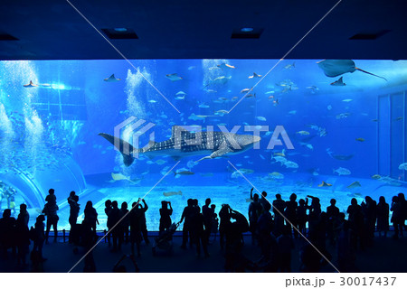 美ら海水族館で優雅に泳ぐ人気者のジンベイザメ 美ら海水族館で優雅に泳ぐ人気者のジンベイザメ 30017437