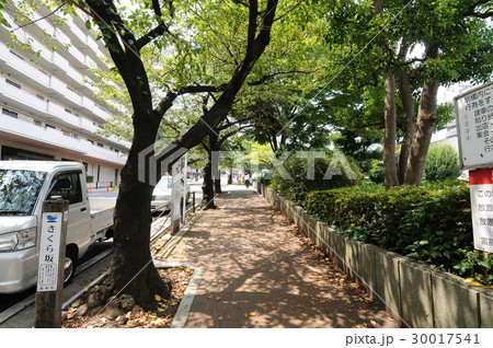 田園都市線宮崎台 さくら坂 田園都市線宮崎台 さくら坂 30017541