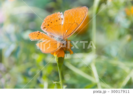 Batterfly Batterfly 30017911