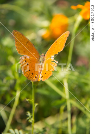 Batterfly Batterfly 30017912