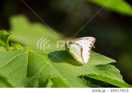 Batterfly Batterfly 30017913