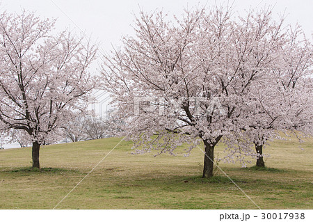 桜の園 30017938