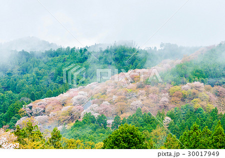 Cherry blossom on mount yoshino at nara japan 30017949