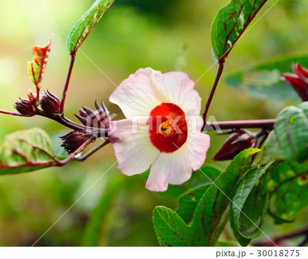 Hibiscus sabdariffa or roselle flower on tree 30018275