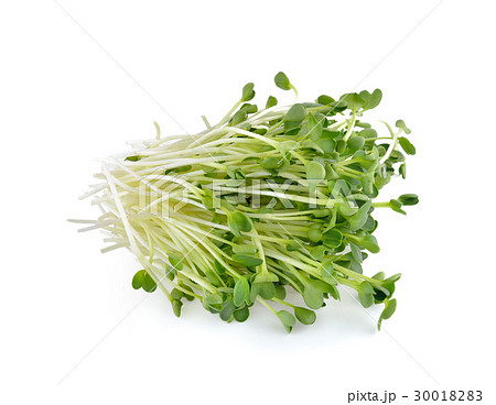 alfalfa sprouts or kai wah-rei on white background 30018283
