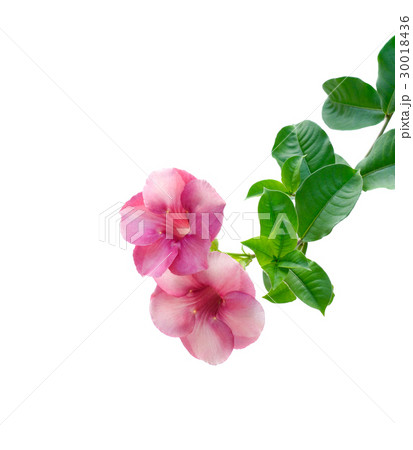Allamanda cathartica L. on white background 30018436