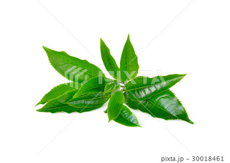 Green tea leaf isolated on white 30018461