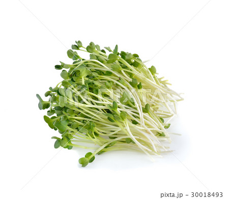 alfalfa sprouts or kai wah-rei on white background 30018493