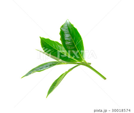 Green tea leaf isolated on white background 30018574