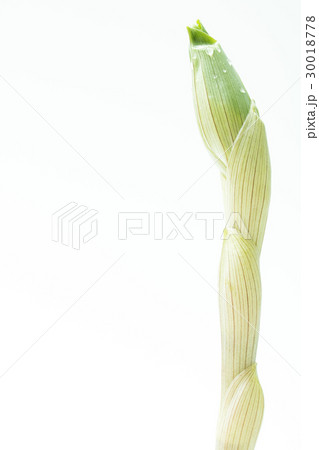 ホウチャク草 30018778