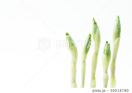 ホウチャク草 30018780