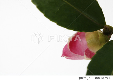 サザンカ・昭和の栄-つぼみ 30018791