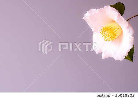 ツバキ・曙 ツバキ・曙 30018802