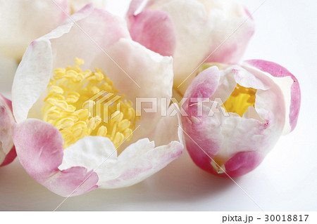 サザンカ・鳴海潟 サザンカ・鳴海潟 30018817