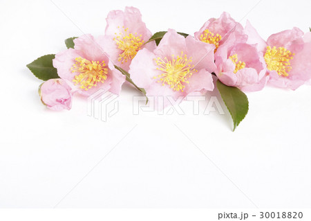 サザンカ・桜小町 30018820