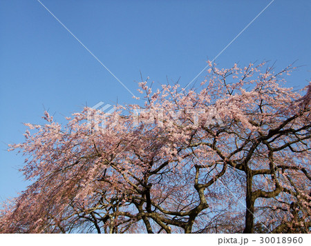 しだれ桜 30018960