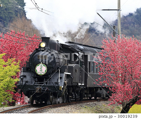 春の大井川鉄道slの写真素材