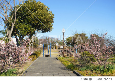 清水清見潟公園の薄寒桜 清水清見潟公園の薄寒桜 30019274