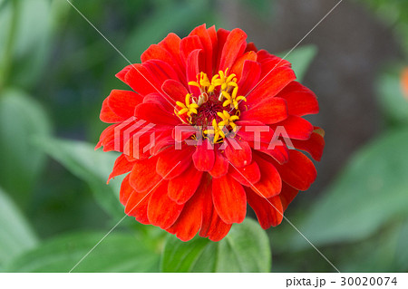 red flowers red flowers 30020074