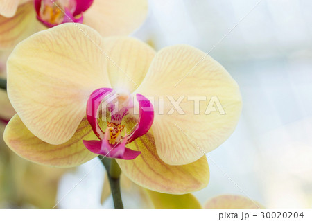 Yellow phalaenopsis orchid flower Yellow phalaenopsis orchid flower 30020204