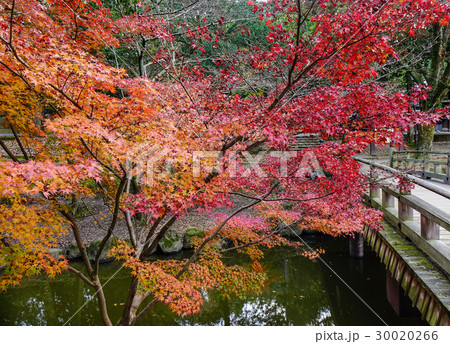 Autumn scenery in Japan 30020266