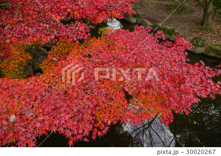 Autumn scenery in Japan Autumn scenery in Japan 30020267