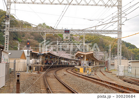 八幡市　京阪電車　背割堤 30020684