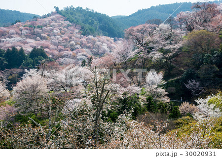 吉野山 上千本 吉野山 上千本 30020931