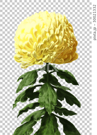 Daiki Illustration 30021332