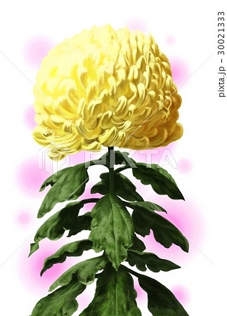 大菊　イラスト 30021333
