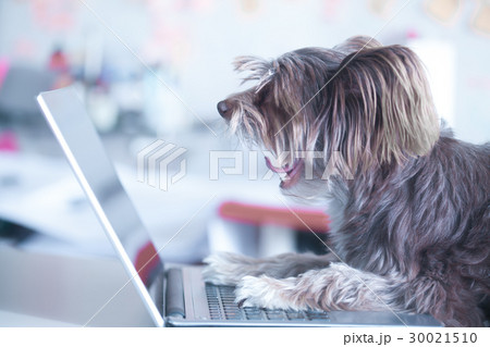 Funny dog works at the laptop. Pet using computer 30021510