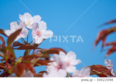 Cherry blossom, Prunus serrulata, full bloom Cherry blossom, Prunus serrulata, full bloom 30022098