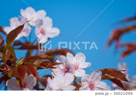 Cherry blossom, Prunus serrulata, full bloom Cherry blossom, Prunus serrulata, full bloom 30022099