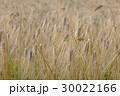 Barley field 30022166