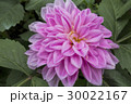 Pink dahlia 30022167