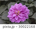 Pink dahlia 30022168