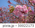 Cherry Blossom 30022173