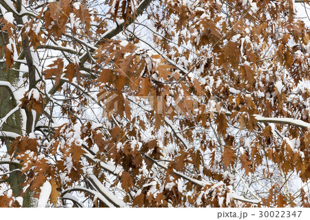 trees in the snow trees in the snow 30022347