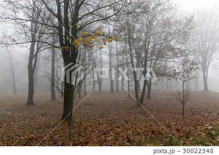 Photo autumn park Photo autumn park 30022348